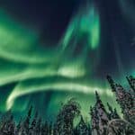 Green northern lights streak across a starry night sky above snow-covered trees in a winter forest.