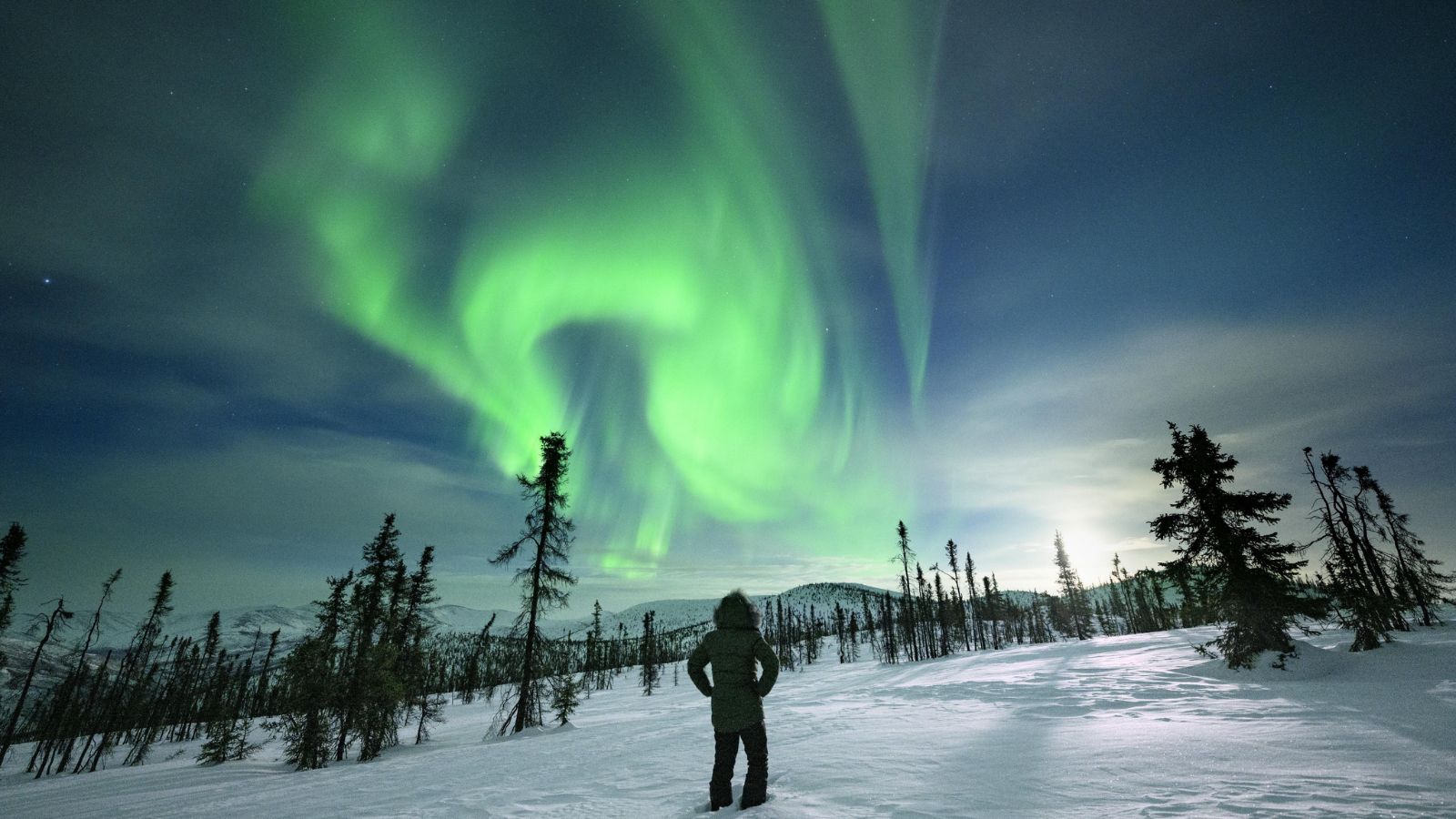 A person stands in a snowy landscape at night, watching bright green aurora borealis lights swirl in the sky above sparse, tall trees.