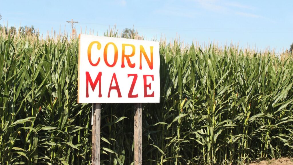 A white sign reading “Corn Maze” stands in front of a tall green cornfield under a clear blue sky.
