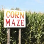 A white sign reading “Corn Maze” stands in front of a tall green cornfield under a clear blue sky.