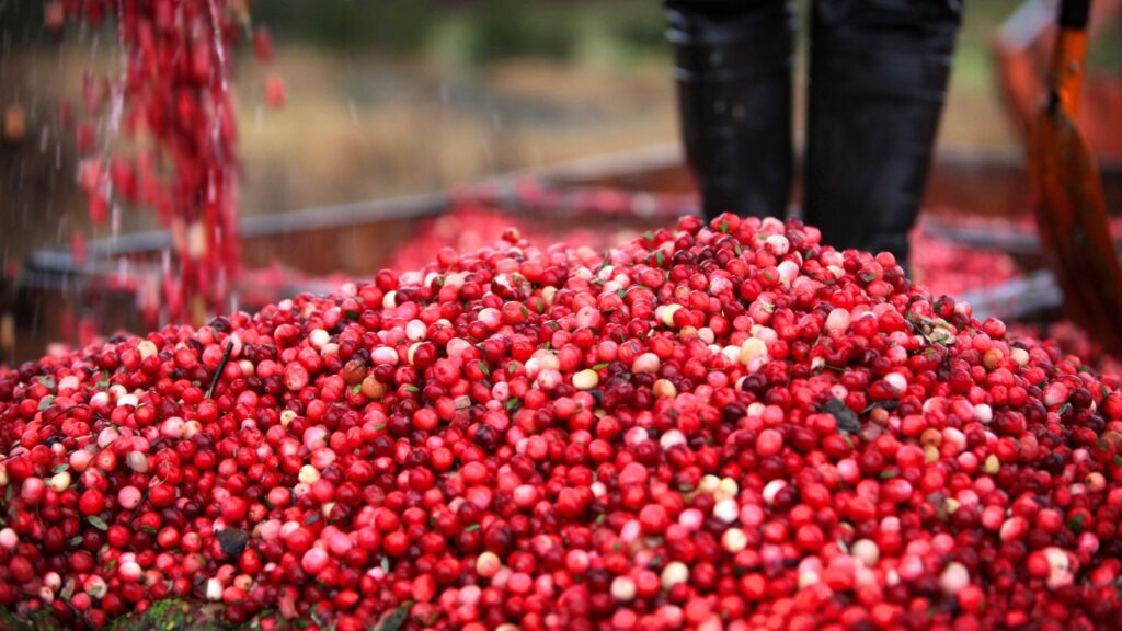 A large pile of freshly harvested cranberries with a person&rsquo;s boots visible in the background.