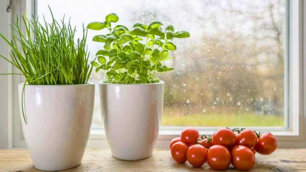 Two white pots with green herbs and a bunch of red tomatoes rest on a wooden surface by a rain-speckled window, creating an inviting scene that inspires you to feed your family for less.