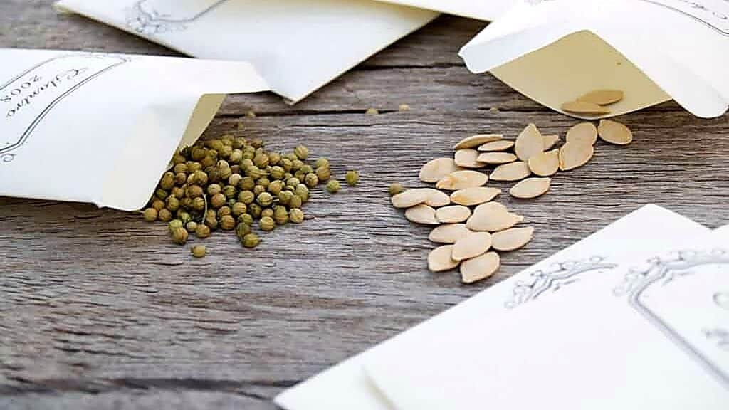 Packets of heirloom seeds, some spilled onto a wooden surface; one pile is small round seeds, another is larger flat seeds.