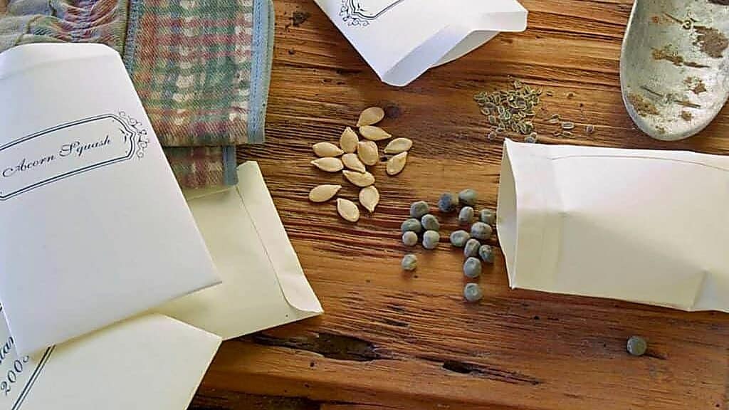 A wooden table with envelopes of heirloom seeds, some seeds spilled out; a cloth and a metal scoop are also visible.