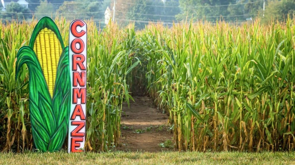Tall corn plants form a maze with a dirt path entrance. A large sign shaped like an ear of corn reads “CORN MAZE” in red letters. Trees and power lines are visible in the background.