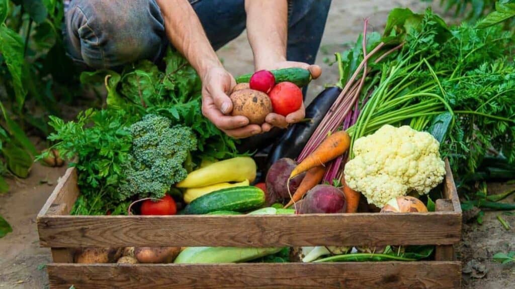 Person holding fresh vegetables above a wooden crate filled with assorted produce, including broccoli, cauliflower, carrots, cucumbers, beets, zucchini, and leafy greens&mdash;perfect examples of fall vegetables coming into season.