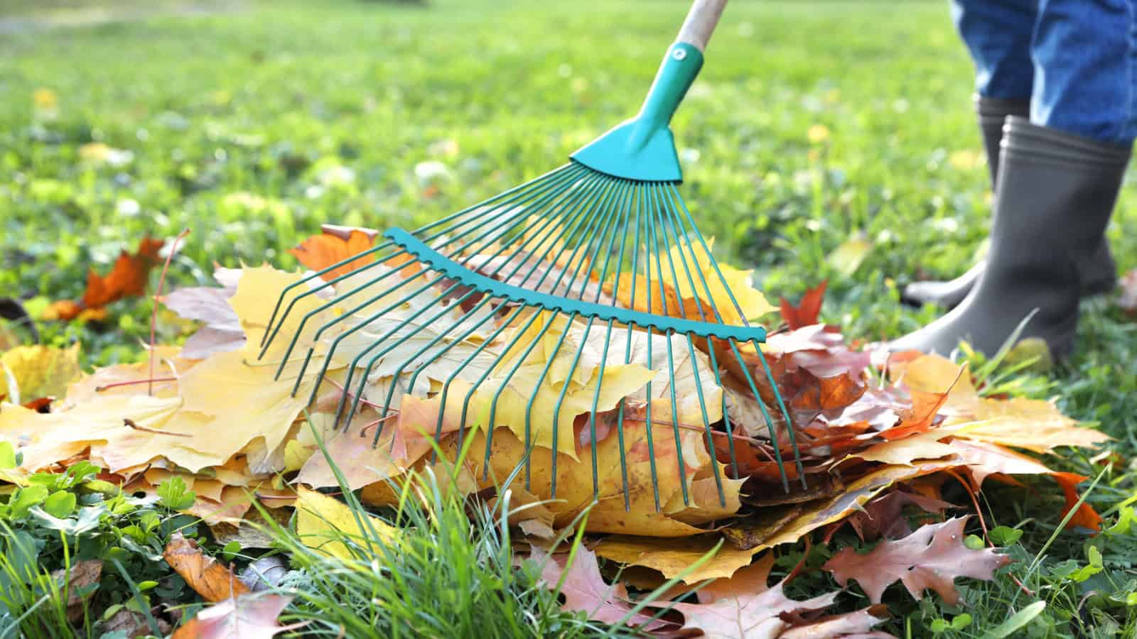 Person in boots raking a pile of colorful autumn leaves on green grass with a green rake.