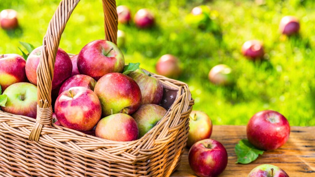 A wicker basket filled with red and green apples sits on a wooden surface outdoors, with more apples scattered on the grass in the background.