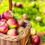 Basket of ripe red and green apples on a sunny orchard table.