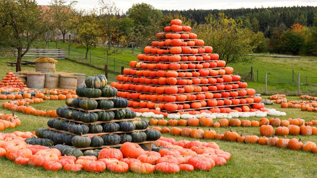 A large pyramid of orange pumpkins and a smaller pyramid of dark green pumpkins stacked in a field, reminiscent of the strangest fall festivals.