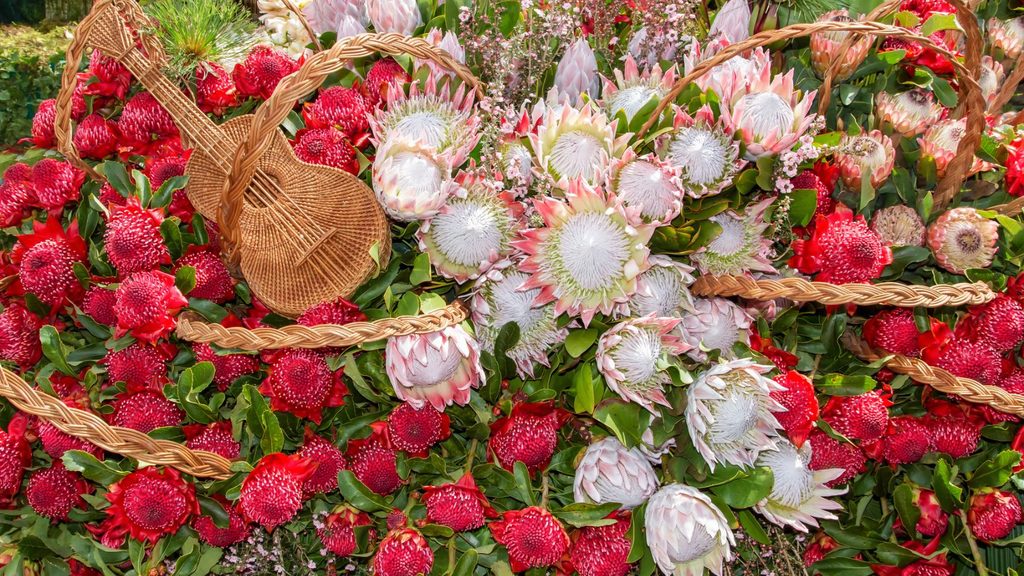 A display of red and white protea flowers with woven straw guitars and decorative elements, inspired by the vibrant spirit of the Grenada Flower Festival, arranged among lush green foliage.