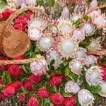 A display of red and white protea flowers with woven straw guitars and decorative elements, inspired by the vibrant spirit of the Grenada Flower Festival, arranged among lush green foliage.