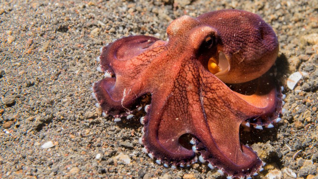 A reddish-brown octopus rests on sandy ocean floor with extended arms and visible suckers.