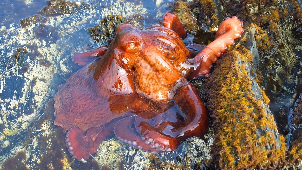 A reddish-brown octopus sits partially submerged among rocks and shallow water, blending in with its surroundings.