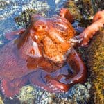 A reddish-brown octopus sits partially submerged among rocks and shallow water, blending in with its surroundings.