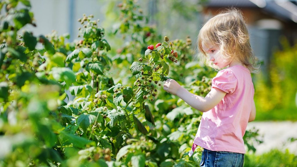 A young girl reaches out to pick a ripe raspberry from a garden bush at a fall u-pick farm.