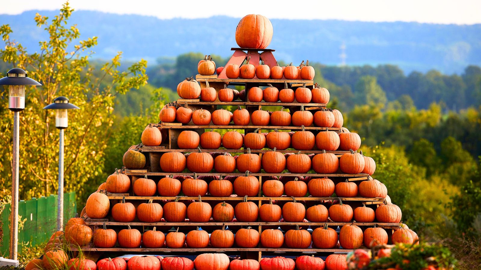 A large pyramid made of stacked pumpkins arranged on wooden shelves stands outdoors with trees and hills in the background, creating a striking centerpiece reminiscent of some of the strangest fall festivals.