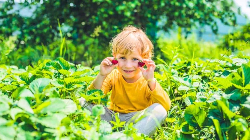A young child in a yellow shirt sits among green plants, holding strawberries up to their face in a garden.