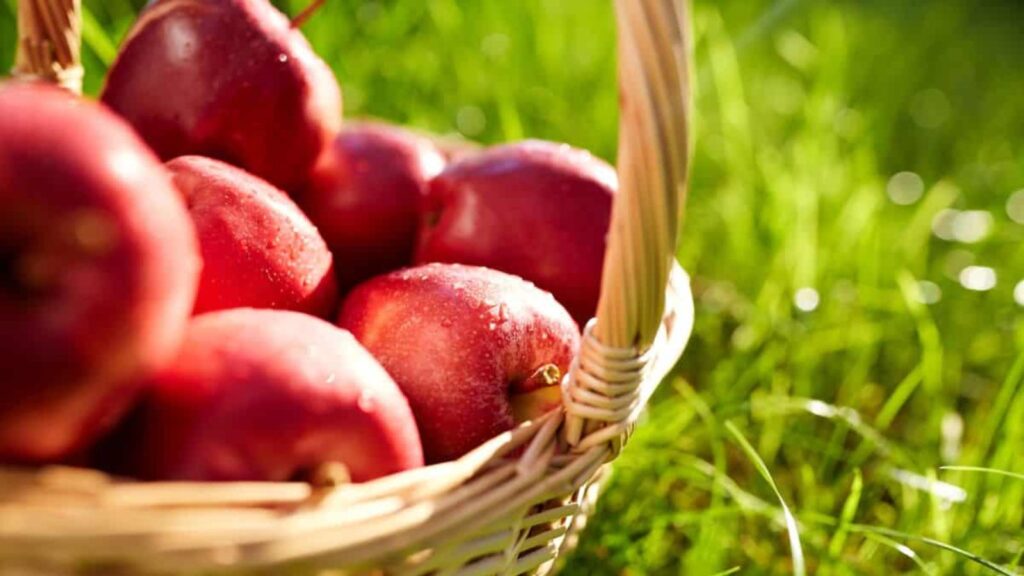 A woven basket filled with red apples sits on green grass in bright sunlight.
