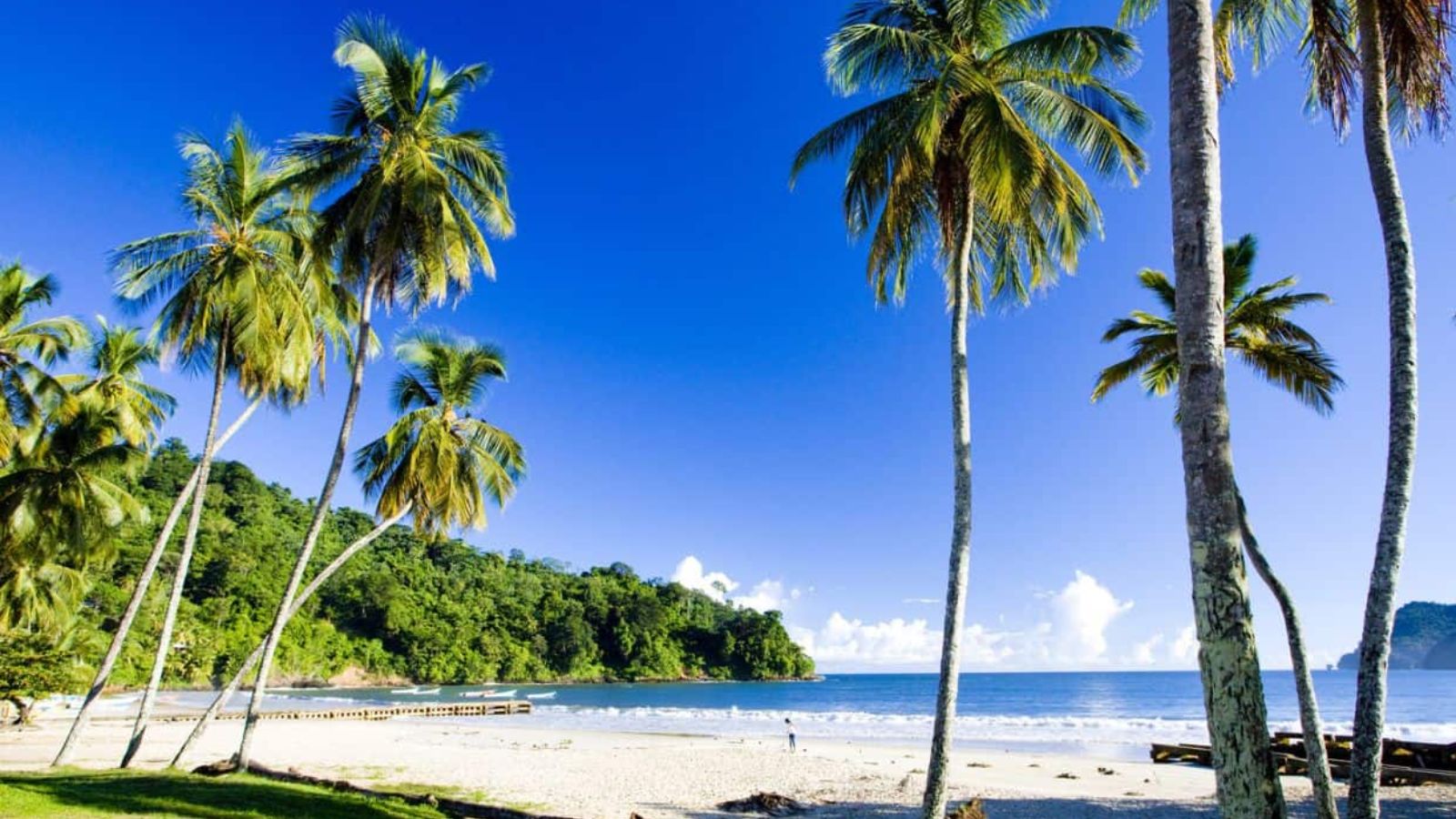 Palm trees line a sandy beach with clear blue skies, calm ocean waves, and a green hillside in the background—creating the perfect setting for a relaxing fall beach trip.