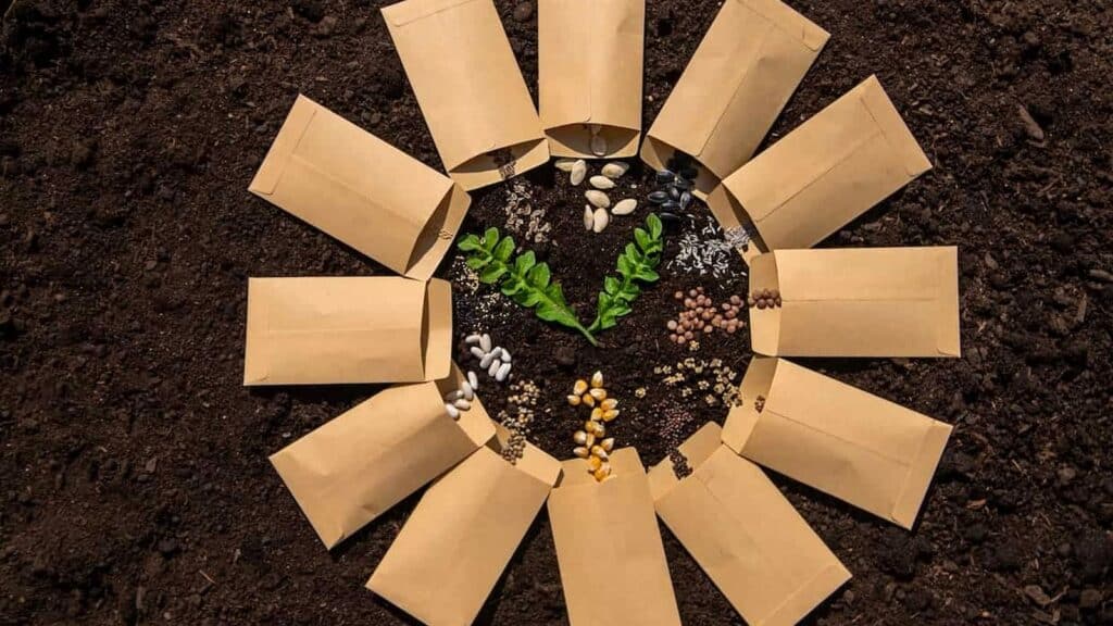 Twelve seed packets arranged in a circle on soil, each containing different seeds, with green seedlings sprouting in the center.