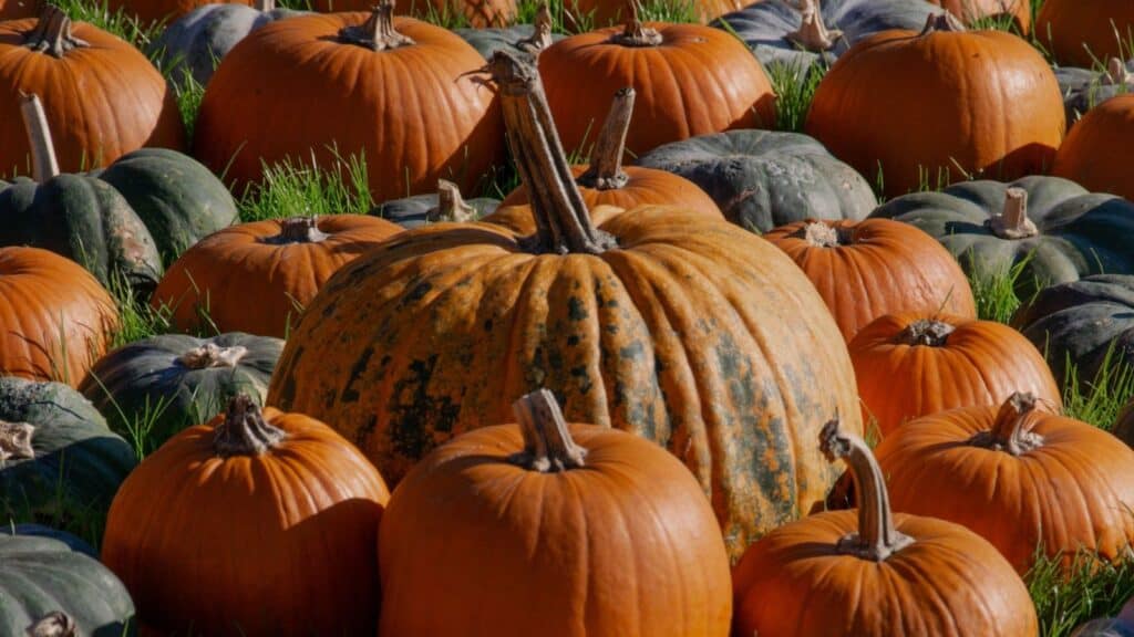 A variety of orange and green pumpkins resting in a grass field at a pumpkin patch.