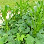 Corn stalks growing among squash vines in a raised garden bed.