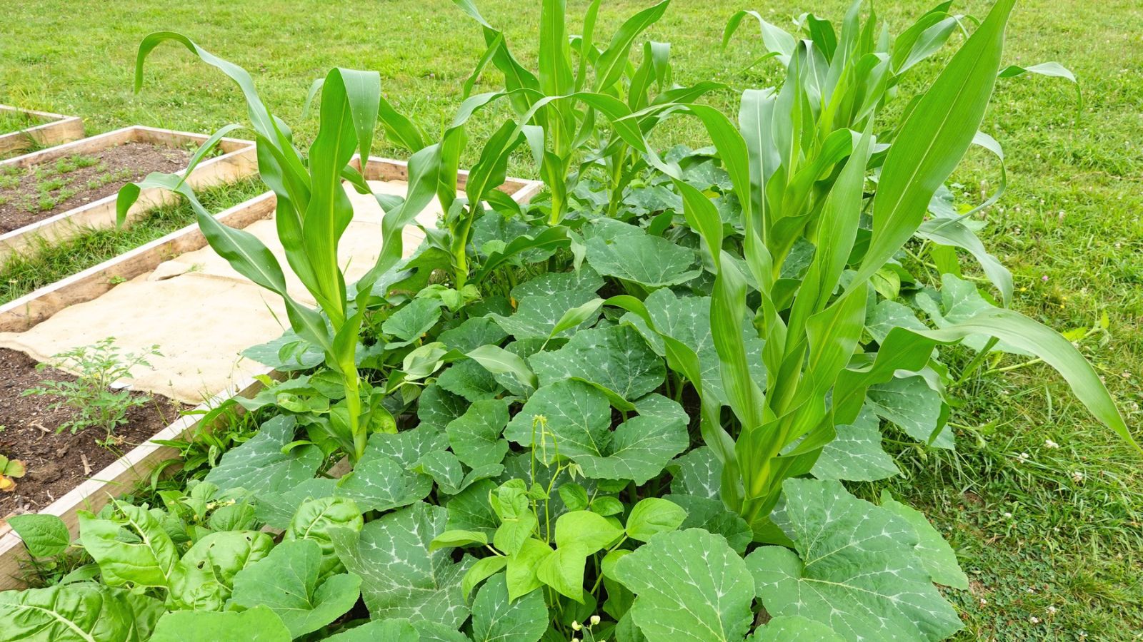Corn stalks growing among squash vines in a raised garden bed.
