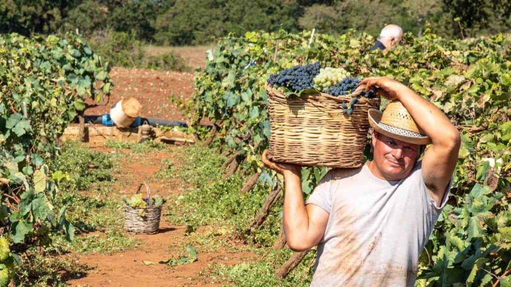 A man wearing a straw hat carries a large basket of freshly harvested dark and white grapes through a vineyard during the wine harvest.