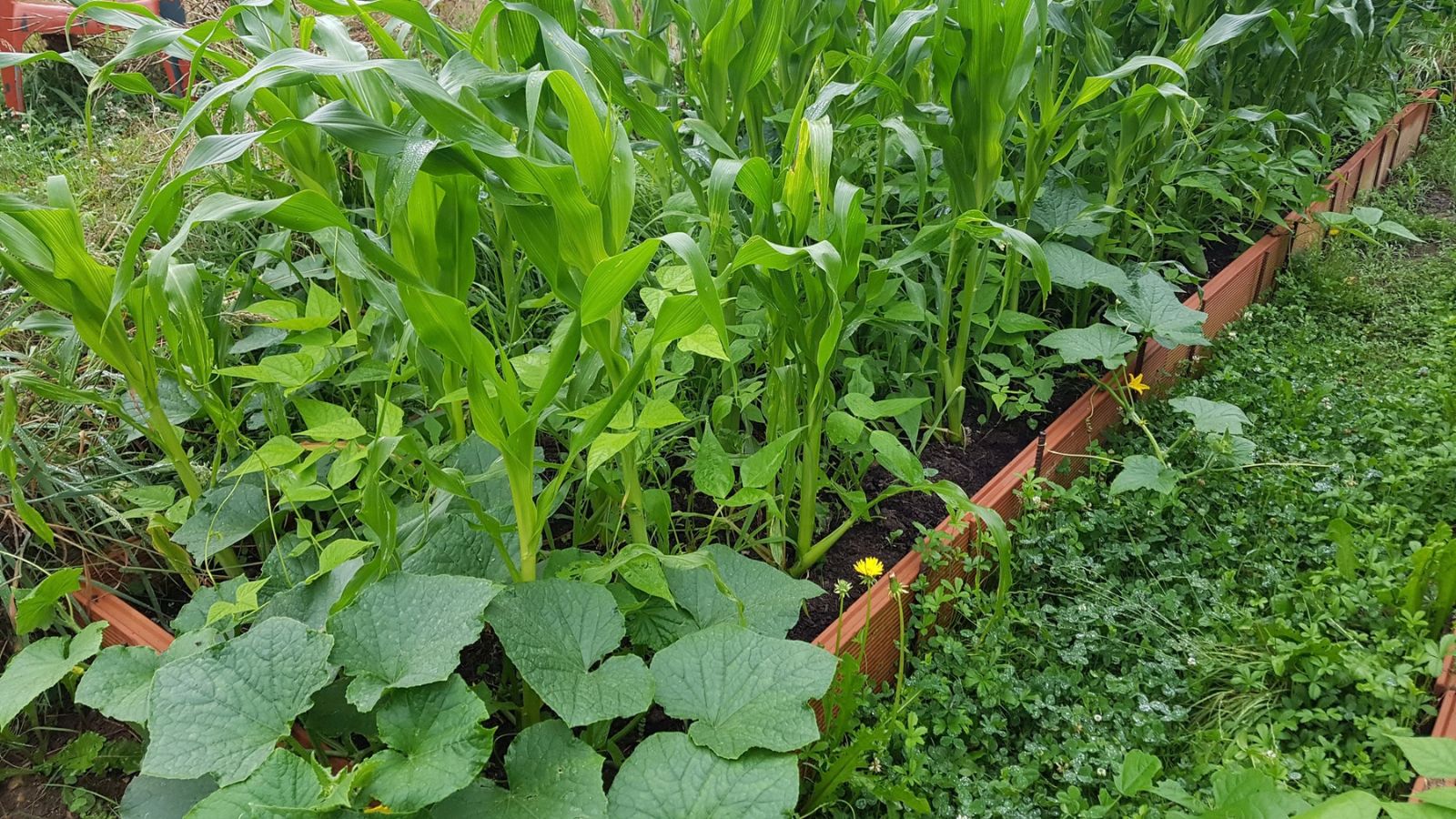 Raised garden bed planted with corn stalks and cucumber vines in a Three Sisters arrangement.