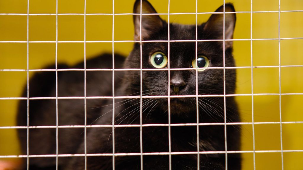 A black cat with wide green eyes seen through a metal grid cage.