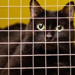 A black cat with wide green eyes seen through a metal grid cage.