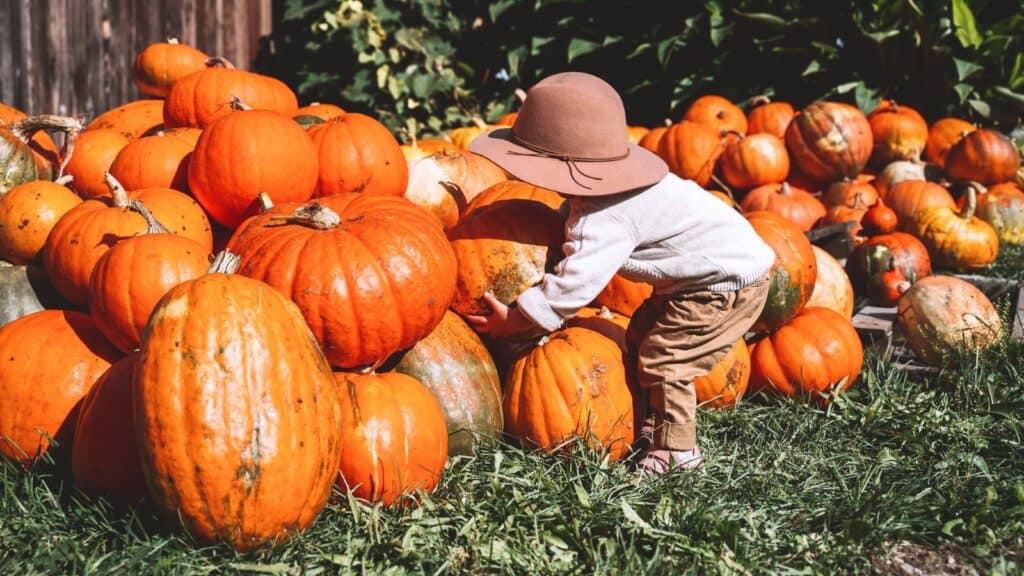 A child in a sun hat reaches toward a large pumpkin in a pumpkin patch.