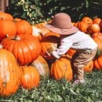 A child in a sun hat reaches toward a large pumpkin in a pumpkin patch.