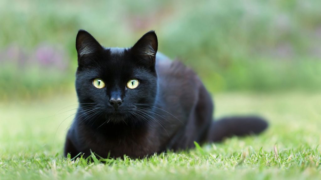 A black cat with yellow eyes crouching in the grass for National Cat Day.