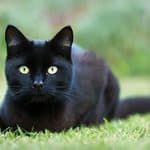 A black cat with yellow eyes crouching in the grass for National Cat Day.