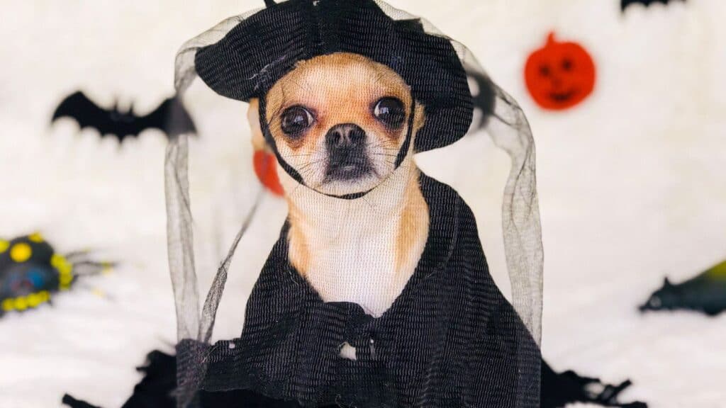 A chihuahua wearing a black witch hat and cape against a background with Halloween decorations, representing the festive spirit of what Americans spend on Halloween.