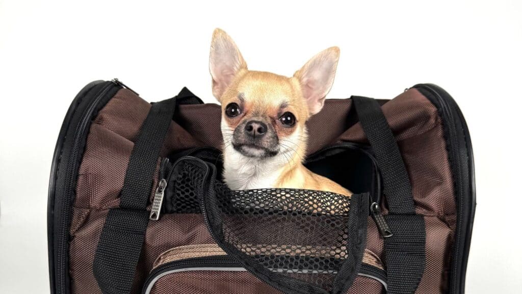 A small Chihuahua looks out from an open brown pet carrier, common for those following dog import rules for US travelers.