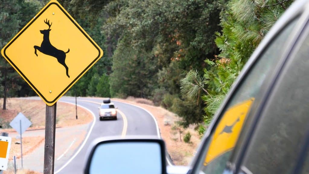 A yellow diamond-shaped deer crossing sign beside a winding road, serving as a reminder of deer collisions in fall as a car approaches in the distance.