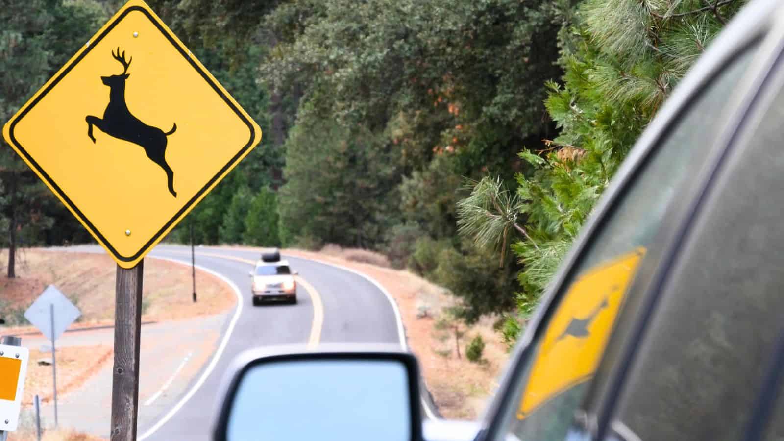 A yellow diamond-shaped deer crossing sign beside a winding road, serving as a reminder of deer collisions in fall as a car approaches in the distance.