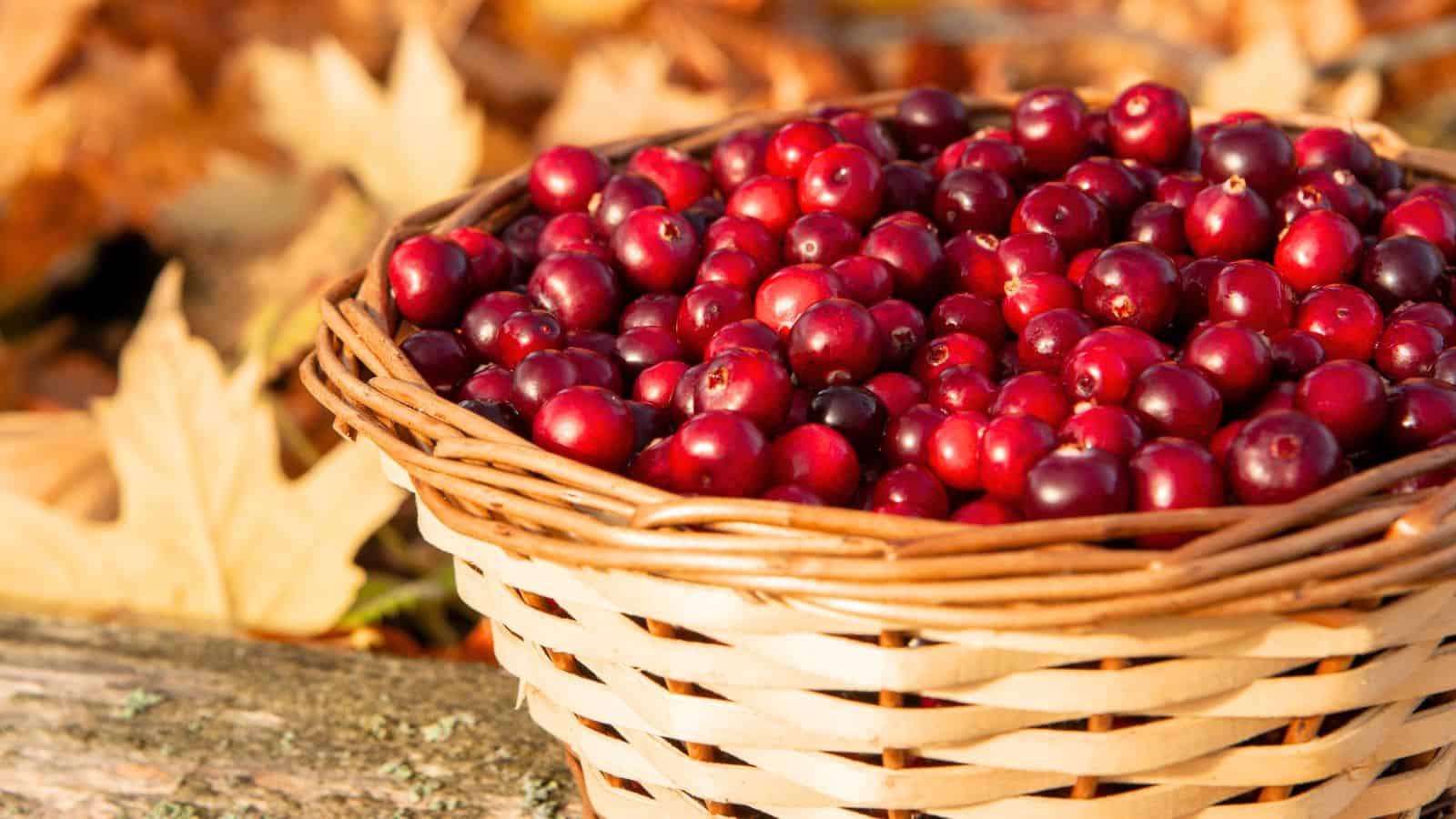 A wicker basket filled with fresh cranberries outdoors, set against a background of fallen autumn leaves.