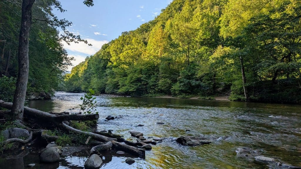 A river flowing through a lush, tree-lined forest.
