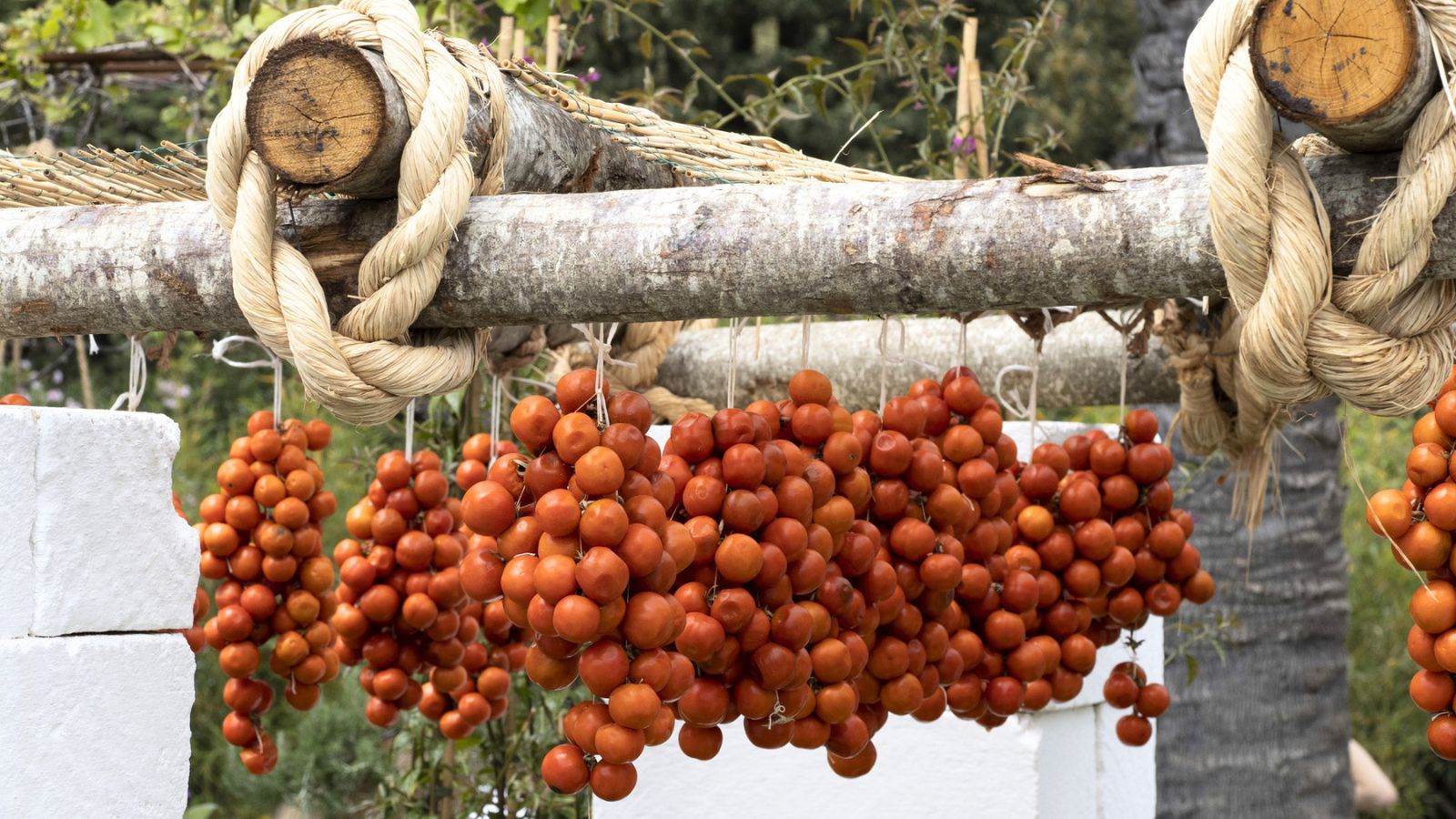 Clusters of orange cherry tomatoes, traditionally harvested for Indigenous Peoples&rsquo; Day, hang to dry from a wooden rack tied with thick rope.
