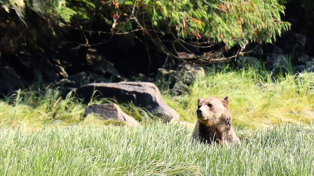 A brown bear sitting in a grassy meadow.