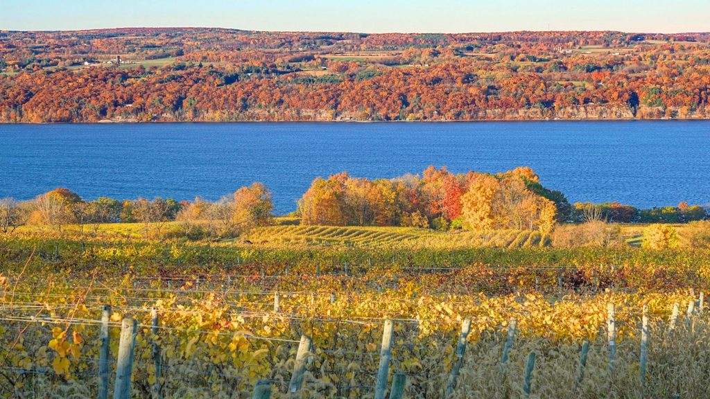 A vineyard with yellow autumn foliage overlooking a blue lake and a hillside of fall-colored trees, perfect for Finger Lakes getaways.