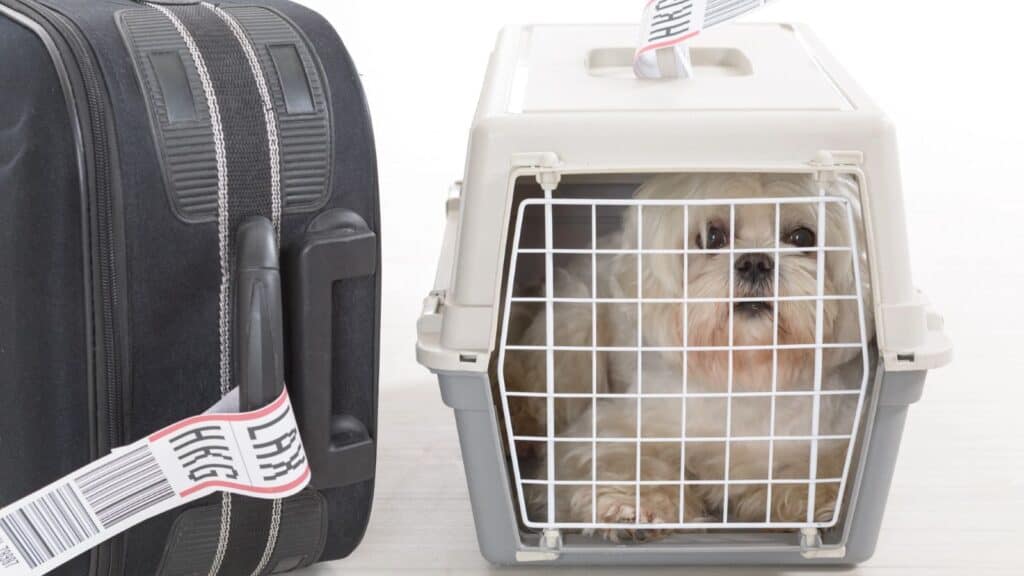 A small white dog sits inside a travel crate next to a black suitcase with luggage tags, following dog import rules for US travelers.