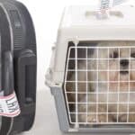 A small white dog sits inside a travel crate next to a black suitcase with luggage tags, following dog import rules for US travelers.