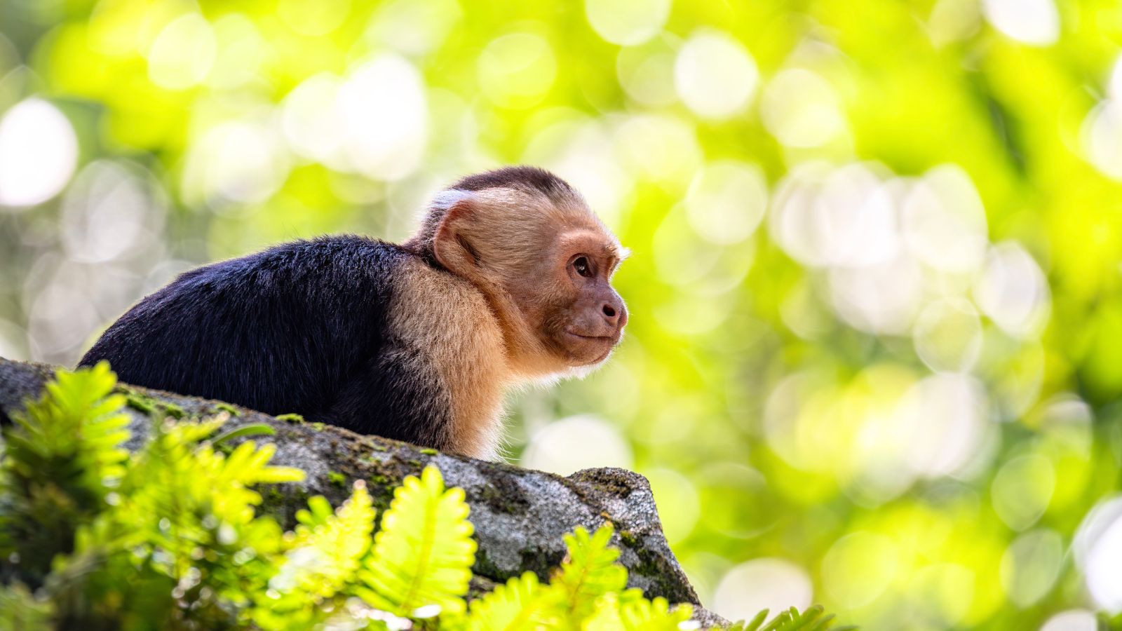 A capuchin monkey sits on a rock against a bright, out-of-focus forest background.