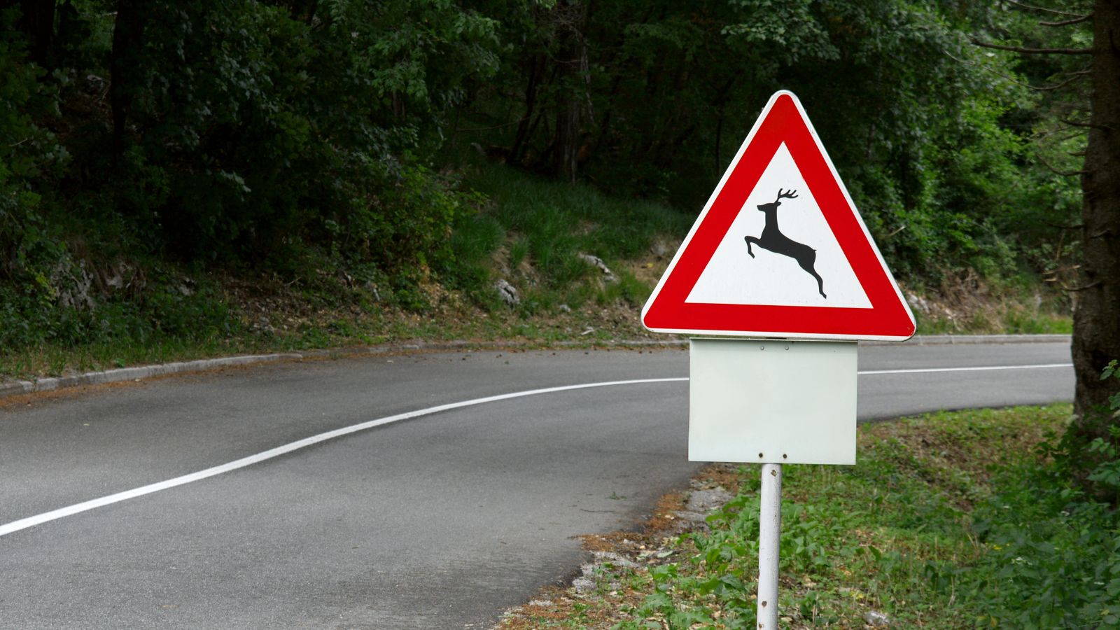 A triangular deer crossing warning sign stands beside a curved road framed by fall foliage.