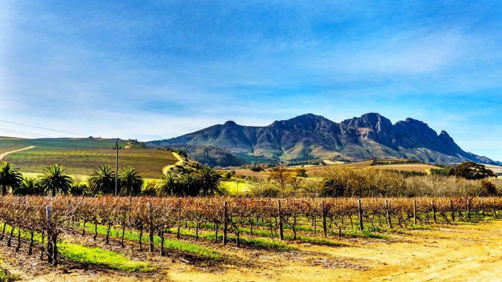 A vineyard in autumn with dormant vines in the foreground and mountains in the distance under a blue sky.